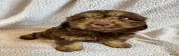 Cockapoo dogs for sale: F1 toy cockerpoo puppies - Advert 4