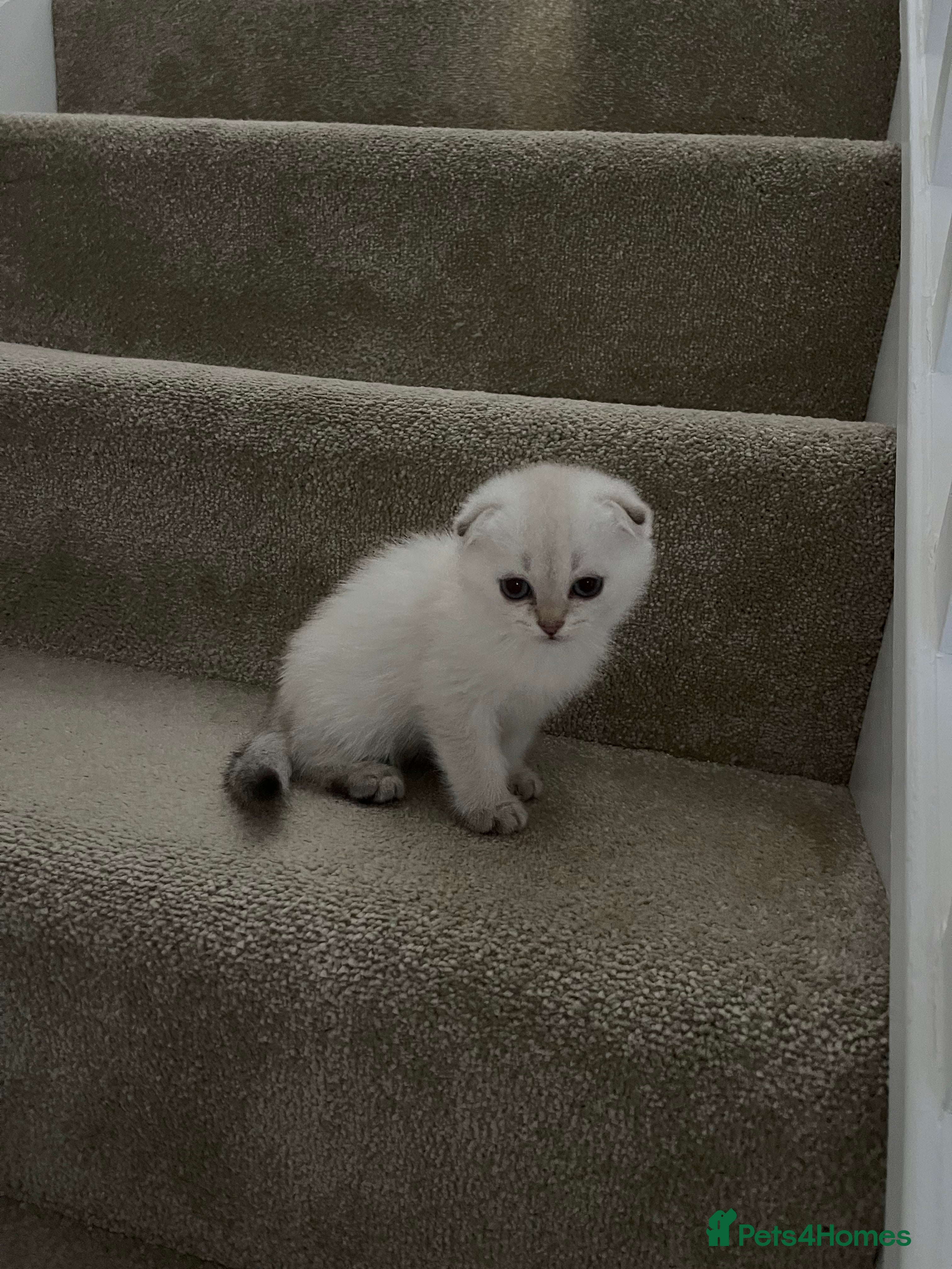 Scottish Fold cats LOVELY SCOTTISH FOLD CHINCHILLA SILVER KITTENS - Advert 2