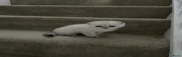 Scottish Fold cats for sale: LOVELY SCOTTISH FOLD CHINCHILLA SILVER KITTENS - Advert 7