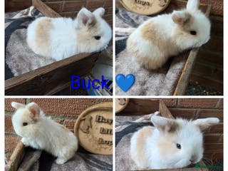 Mini Lop rabbits Gorgeous pure breed mini lops - Advert 2