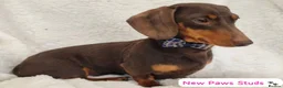 Miniature Dachshund dogs for stud: 🤎 Mr Brown VERY SMALL Health tested KC reg Stud🤎 - Advert 2