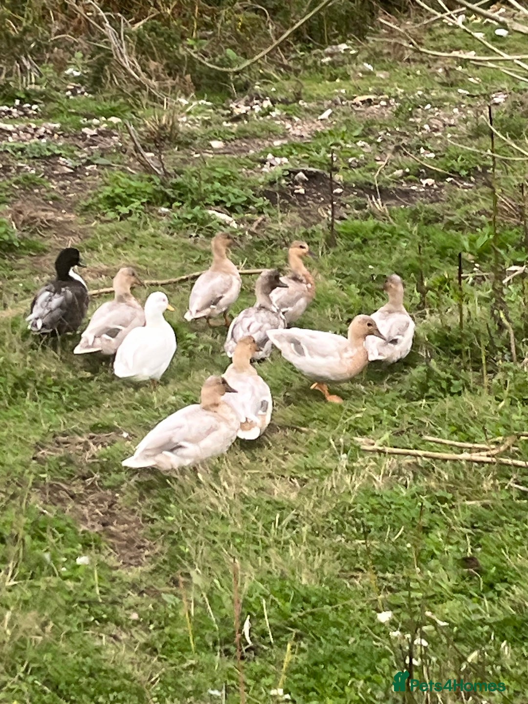 Ducks poultry for sale: Call ducks  in Cullompton - Image 4