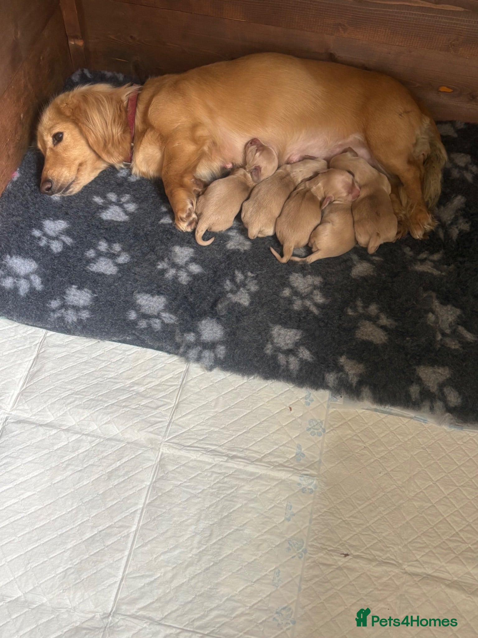 Miniature Dachshund dogs Beautiful Cream miniature Dachshund   - Advert 2