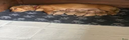 Miniature Dachshund dogs for sale: Beautiful Cream miniature Dachshund   - Advert 2