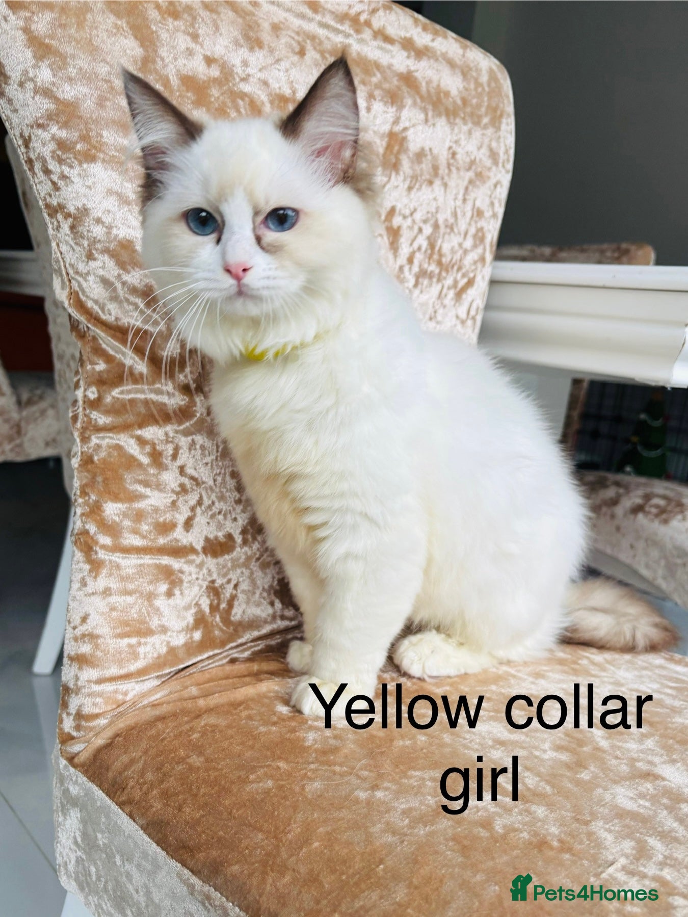 Ragdoll cats Beautiful ragdoll kittens  - Advert 3