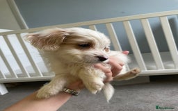 Mixed Breed dogs for sale: Two male cocker spaniel/shih tzu pups - Image 14