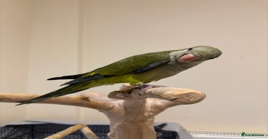 Parakeets birds - Advert 2