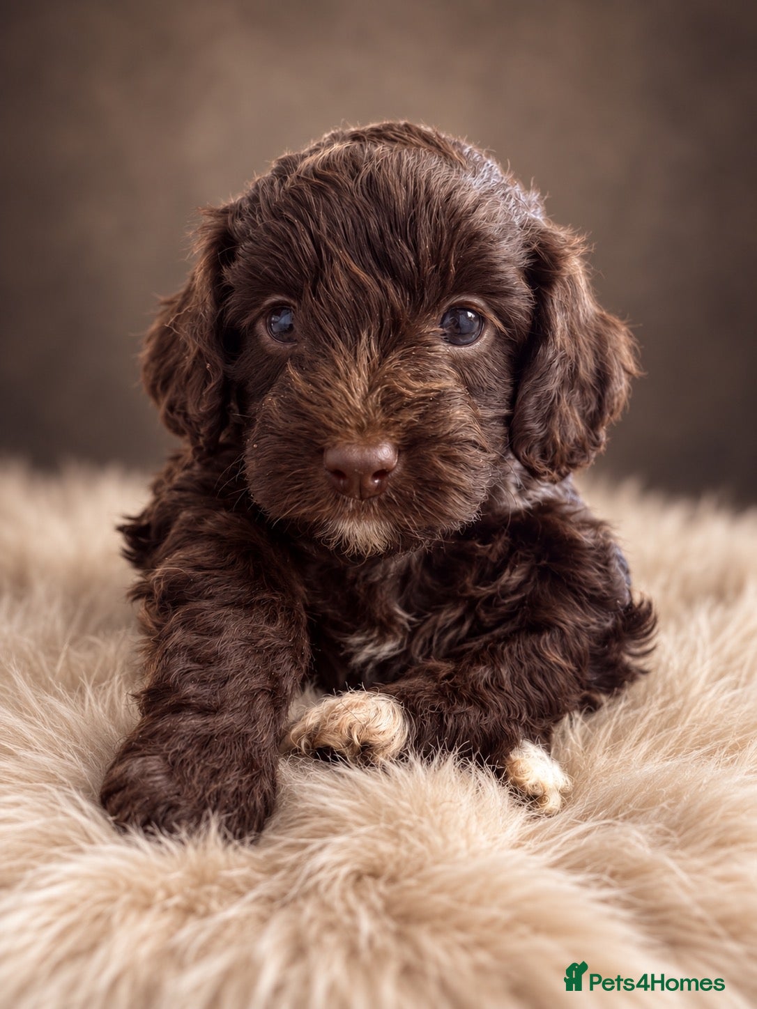 Cockapoo dogs F1 Cockapoo Puppies  - Advert 1