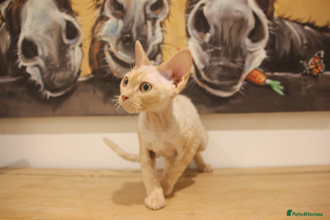 Devon Rex cats for sale: 1 girl left. Stunning Devon Rex GCCF kittens  - Image 36