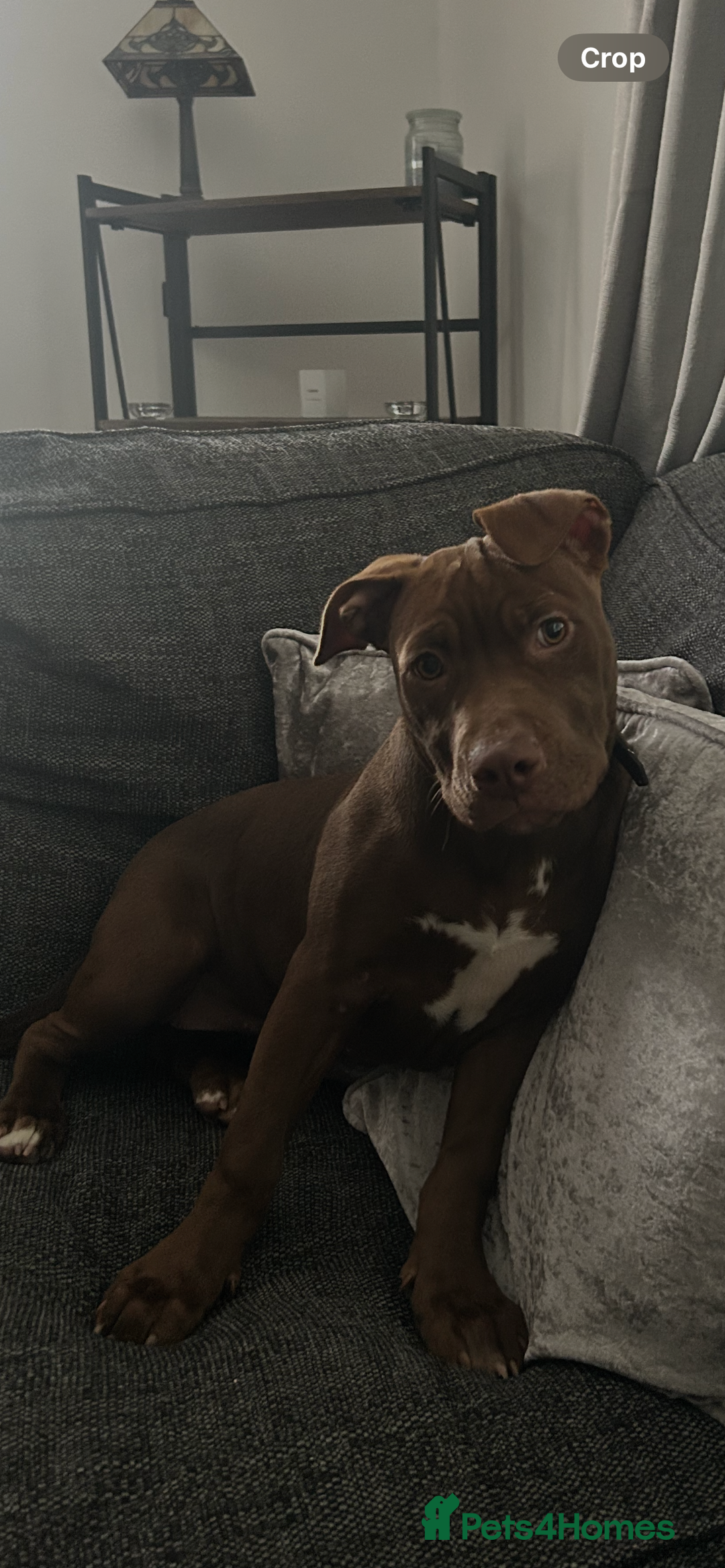 Mixed Breed dogs for sale: Bully cross puppy - Advert 5