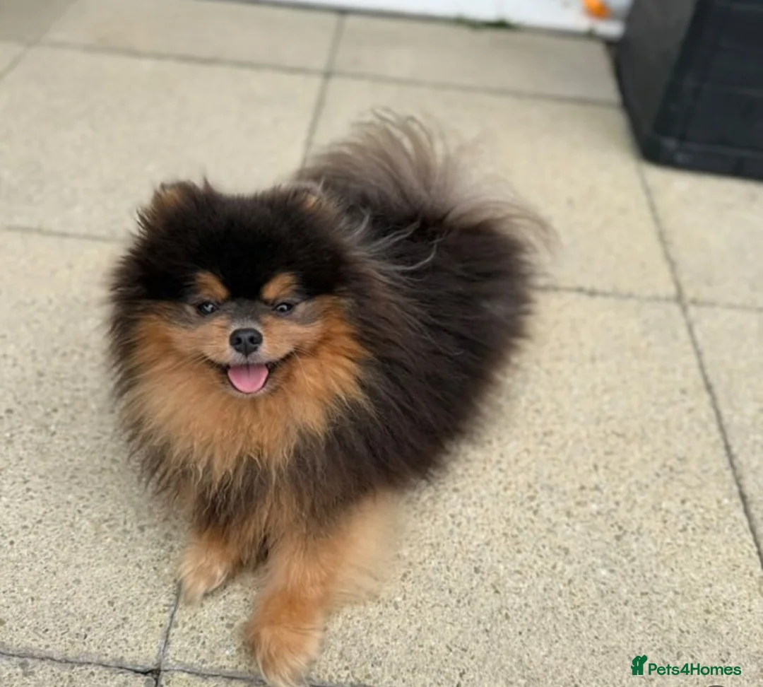 Pomeranian dogs for sale: PERFECT STUD BOY BLUE AND TAN  - Advert 8
