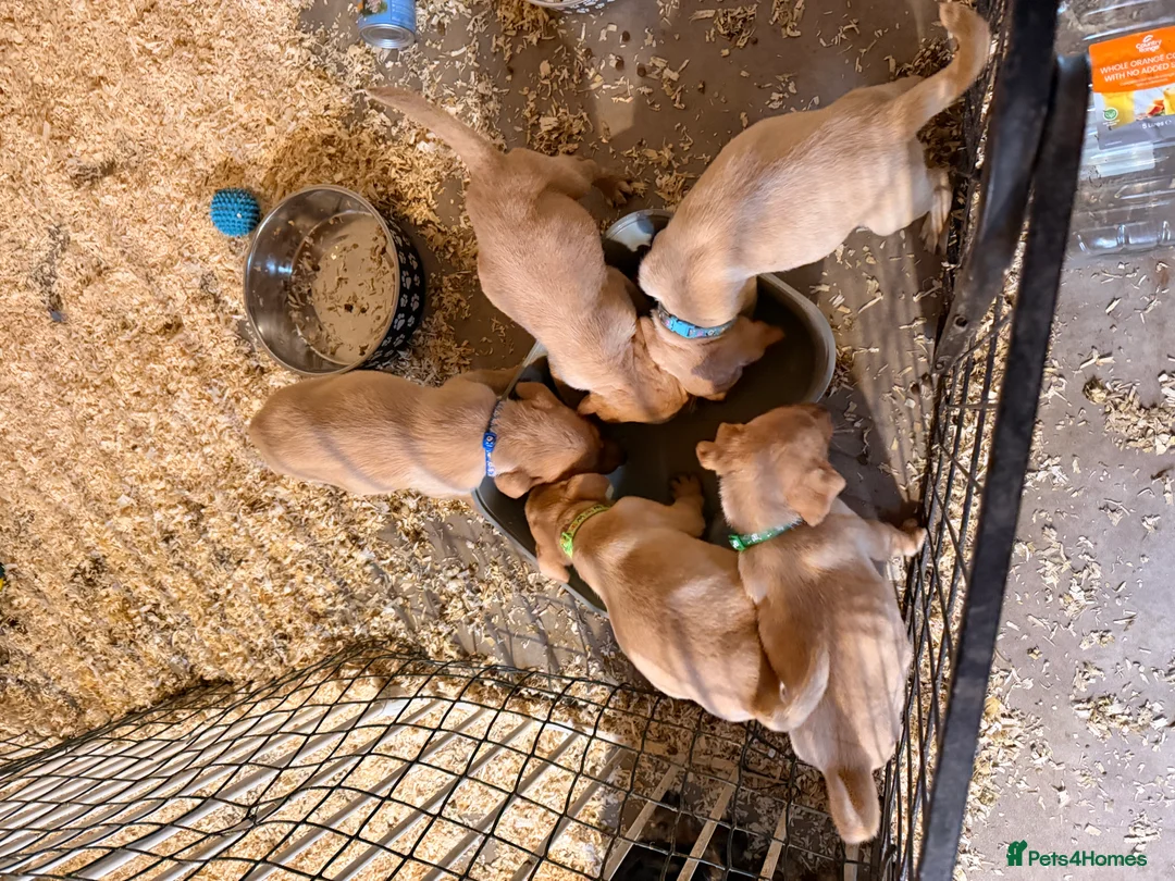 Labrador Retriever dogs for sale: Labrador - Advert 7