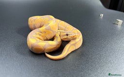 Python Snake reptiles for sale: Banana Enchi, Pastel 50% Het Clown/Hypo - Image 6