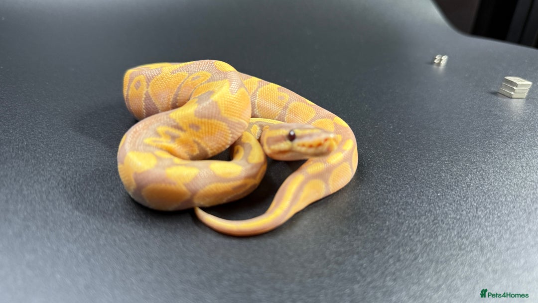 Python Snake reptiles for sale: Banana Enchi, Pastel 50% Het Clown/Hypo - Image 6