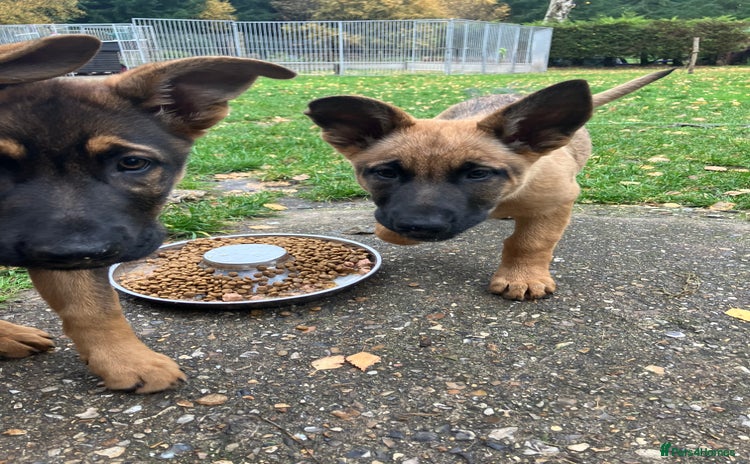 German Shepherd dogs German Shepherd puppies ideal family security dog - Advert 8