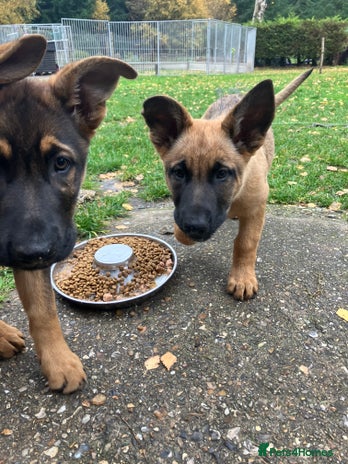 German Shepherd dogs German Shepherd puppies ideal family security dog - Advert 2