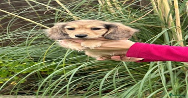 Miniature Dachshund dogs - Advert 15