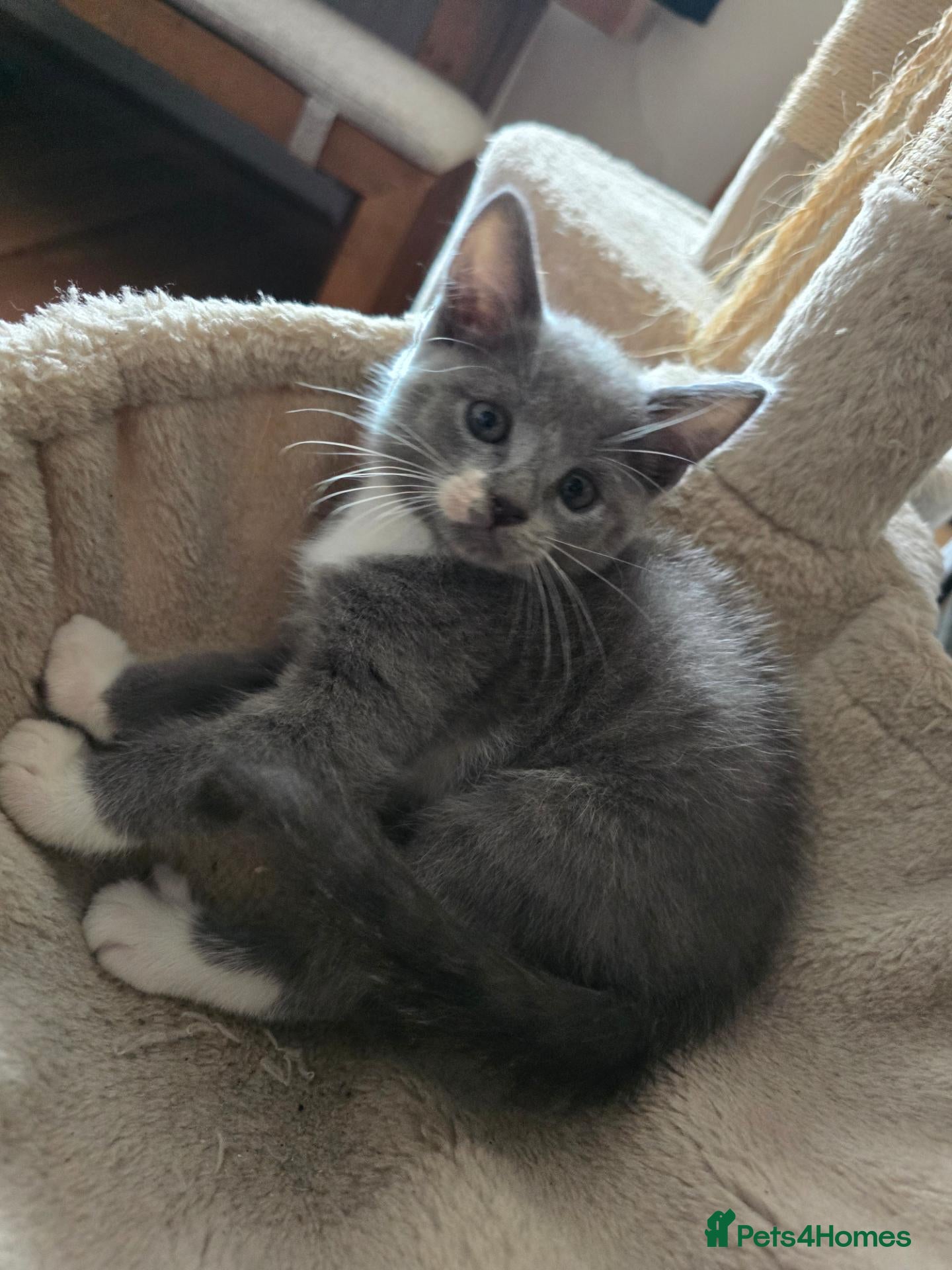 Mixed Breed cats Ready Now beautiful kittens  - Advert 1