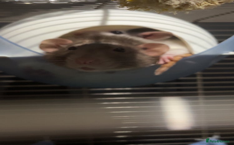 Rat rodents - Advert 1