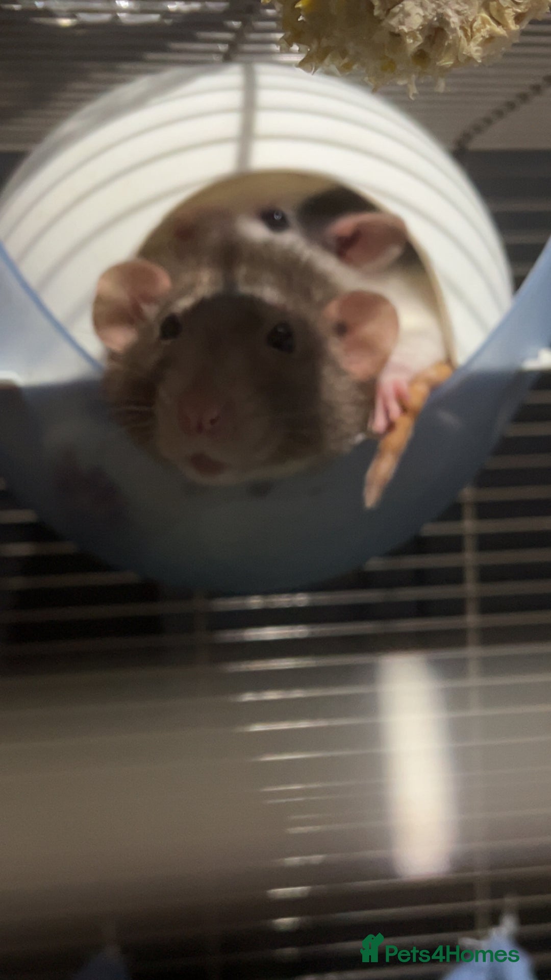 Rat rodents for sale: re homing my gorgeous girls - Image 1