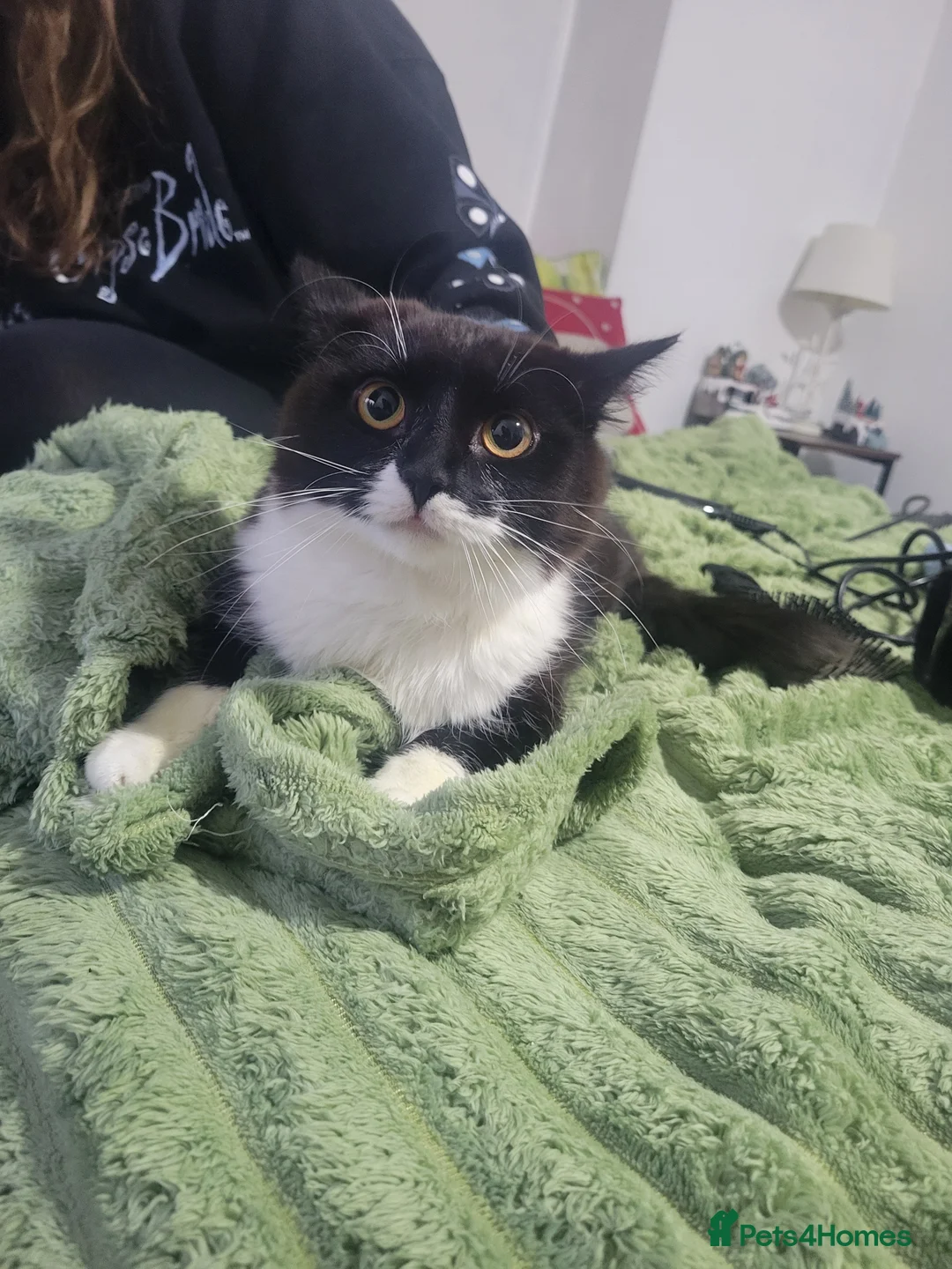 Mixed Breed cats for sale: 2 female cats  - Advert 3