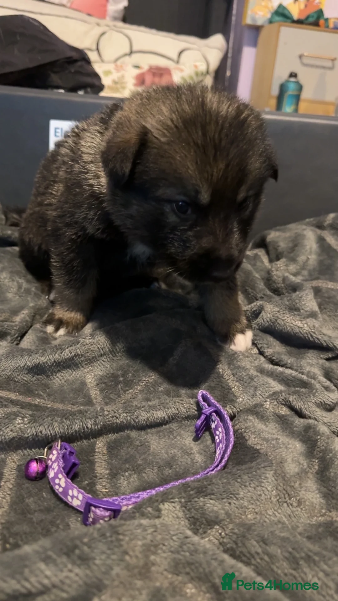 Shepsky dogs for sale: Husky cross German shepherd puppies - Advert 3