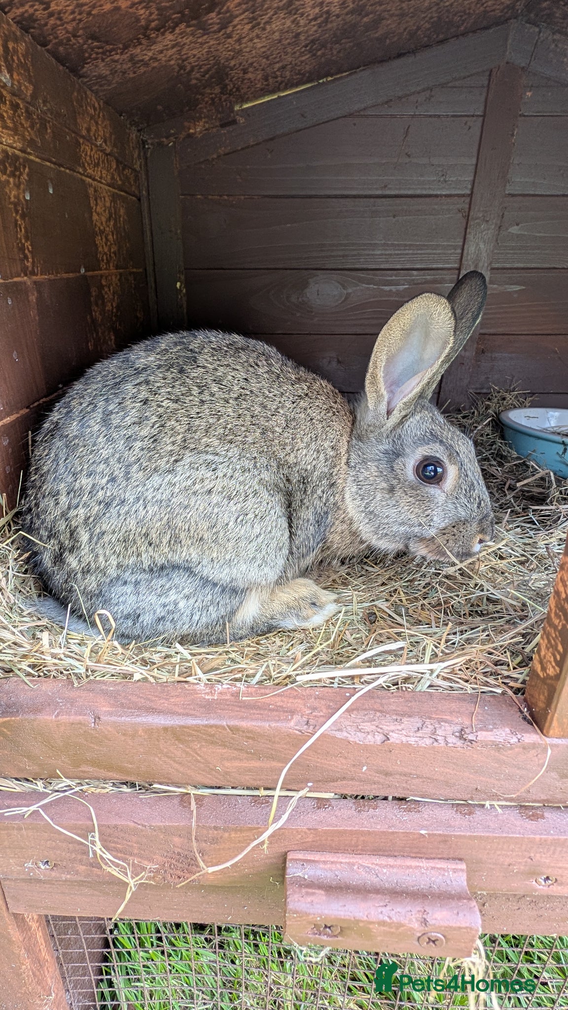 Mixed Breed rabbits Mixed breed smooth coated bunnies for sale - Advert 4