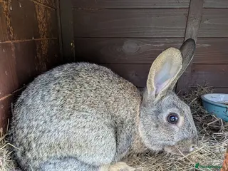 Mixed Breed rabbits Mixed breed smooth coated bunnies for sale - Advert 4
