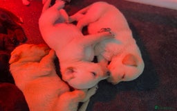 Labrador Retriever dogs for sale: Labrador pups  - Image 3