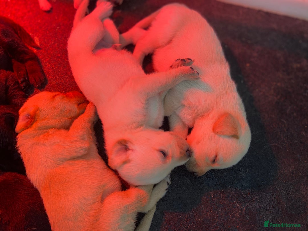 Labrador Retriever dogs for sale: Labrador pups  - Image 3