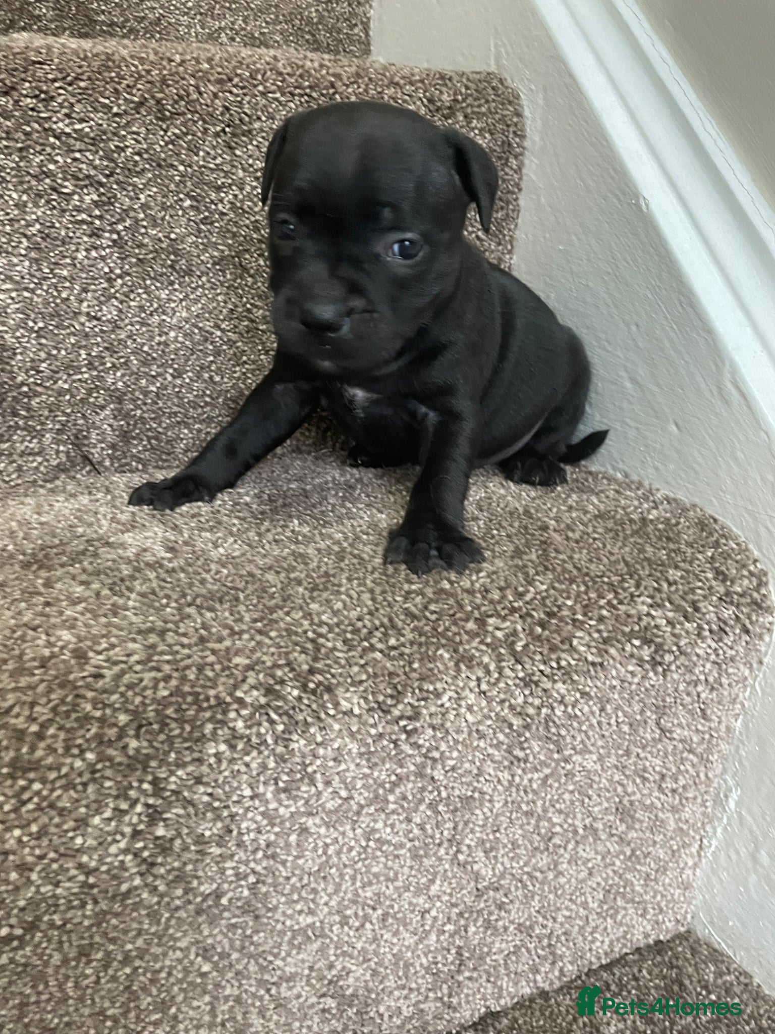 Staffordshire Bull Terrier dogs Only 3 black boys 1 black girl - Advert 2