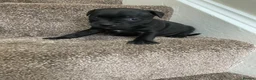 Staffordshire Bull Terrier dogs for sale: KC REGISTERED 3 BLACK BOYS 1 GIRL - Advert 28