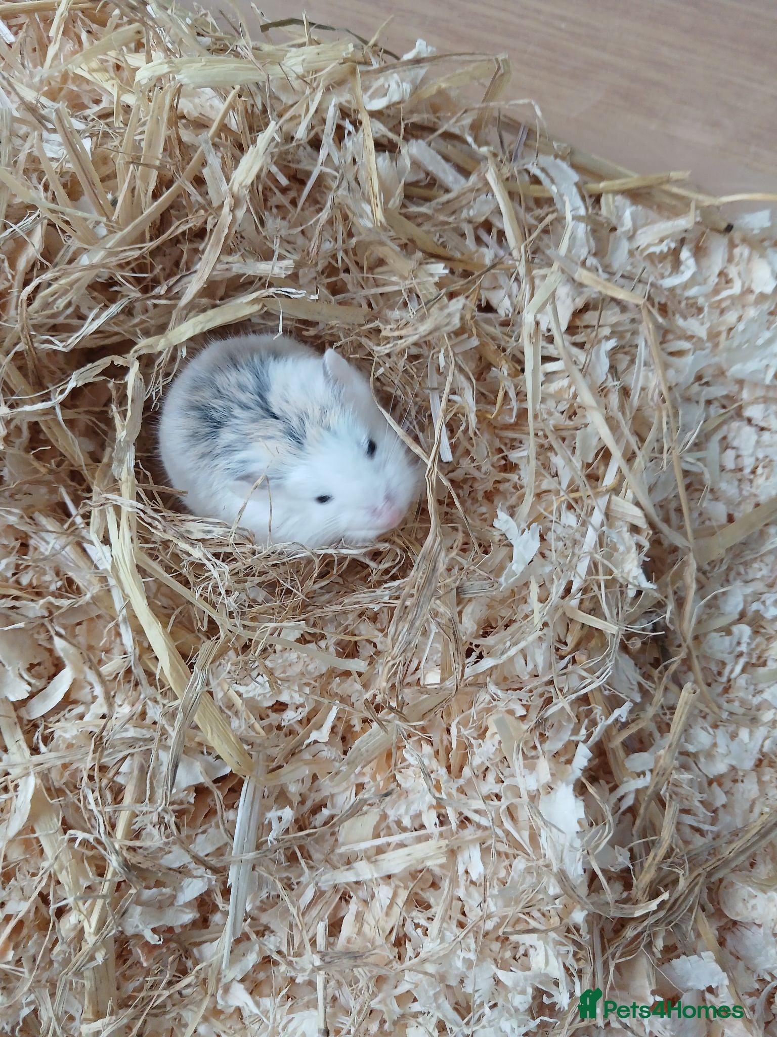 Hamster rodents Dwarf hamster - Advert 3