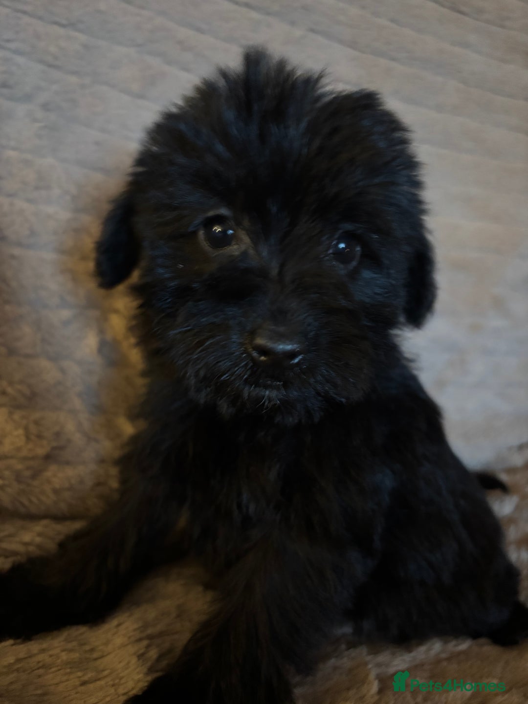 Mixed Breed dogs for sale: Truly special Schnoodle pups *unique colouring* - Advert 27