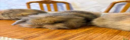 English Lop rabbits for sale: Rabbits - Advert 5