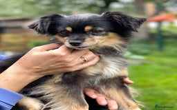 Mixed Breed dogs for adoption: 💖🐶 ELLA 🐶💖 - Image 16