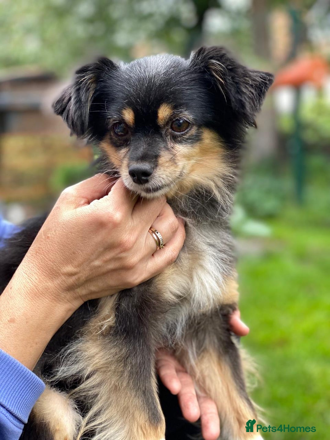 Mixed Breed dogs for adoption: 💖🐶 ELLA 🐶💖 - Image 16