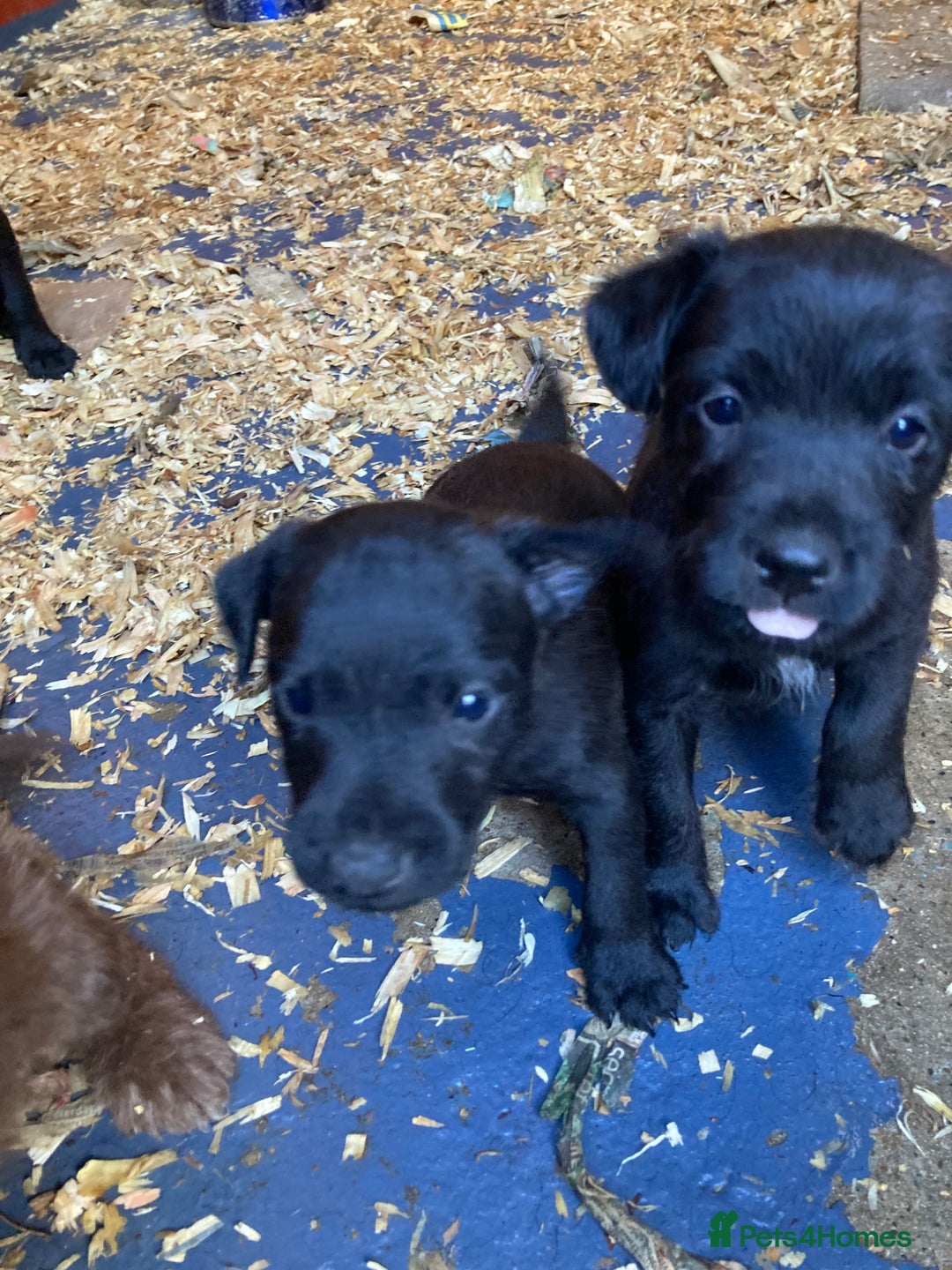 Patterdale Terrier dogs for sale: Working bred pups for sale  - Advert 8