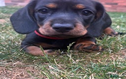 Miniature Dachshund dogs for sale: KC Reg Miniature Dachshund Smooth Haired Puppies - Image 1