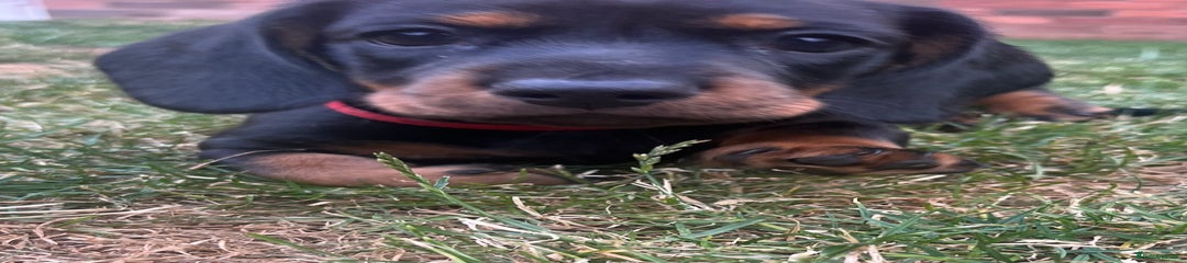 Miniature Dachshund Puppy 1