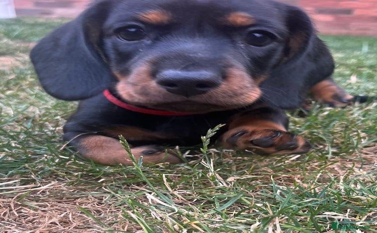 Miniature Dachshund dogs - Advert 1