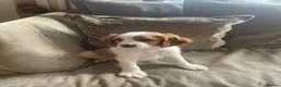 Cavapoo dogs for sale: Cavapoo puppies  - Advert 8
