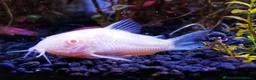 Bettas fish for sale: Purple Betta, 4 Corydoras, Catfish and Apple snail - Advert 4