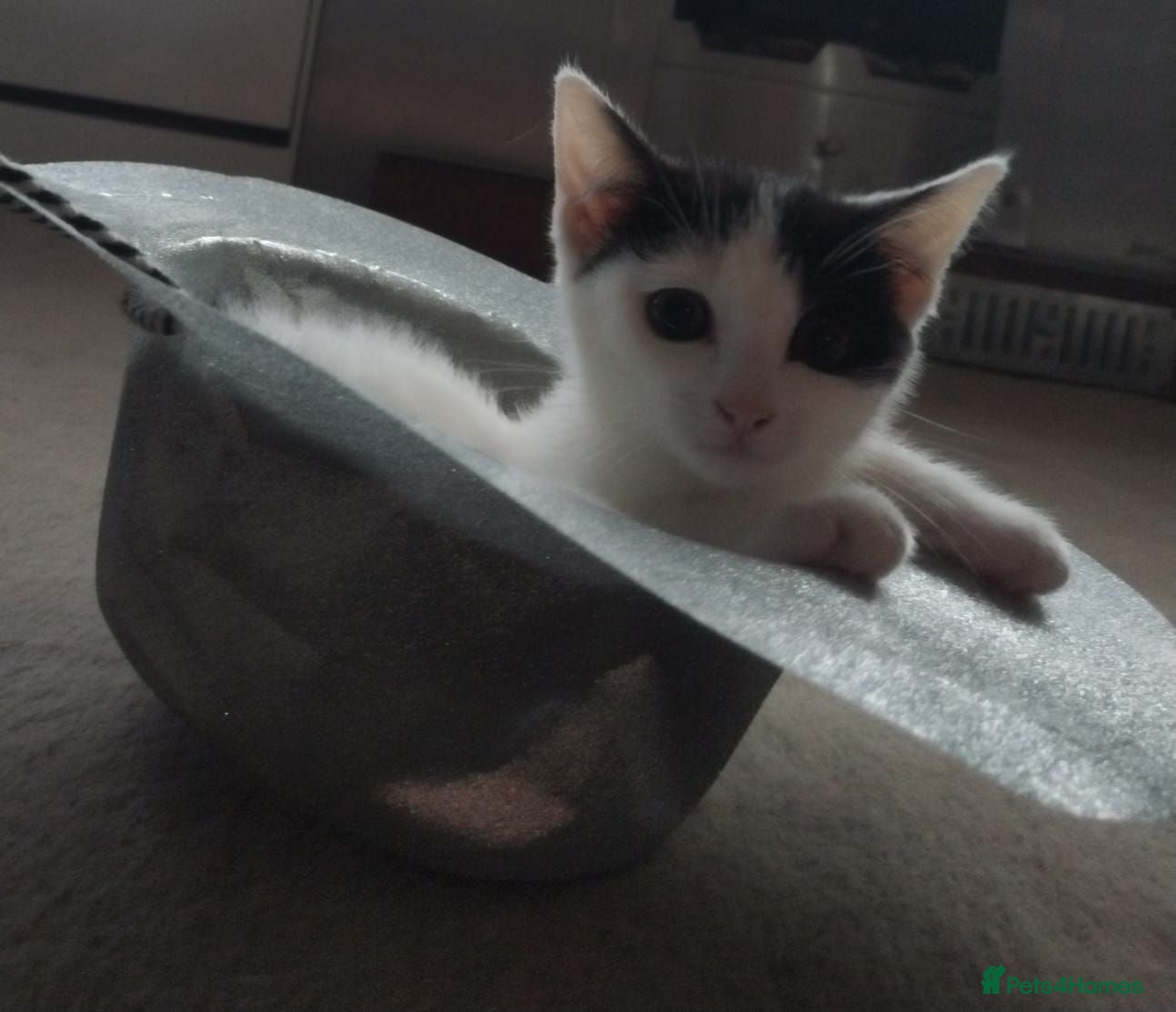 Mixed Breed cats 🩷 gorgeous little kitten🩷 - Advert 12