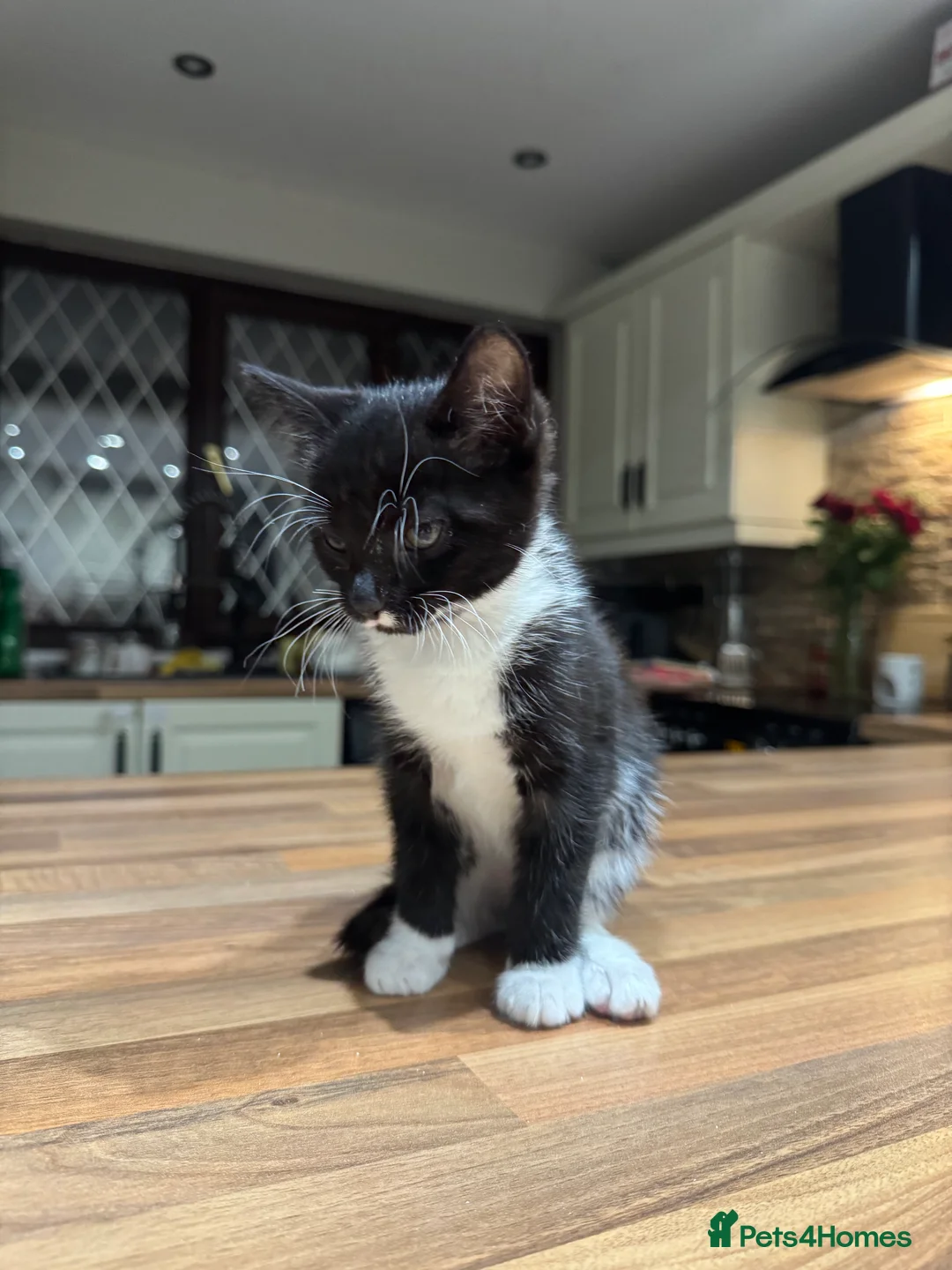 Domestic Shorthair cats for sale: **ONE GIRL LEFT** Female Tabby & Tuxedo Kittens - Advert 2
