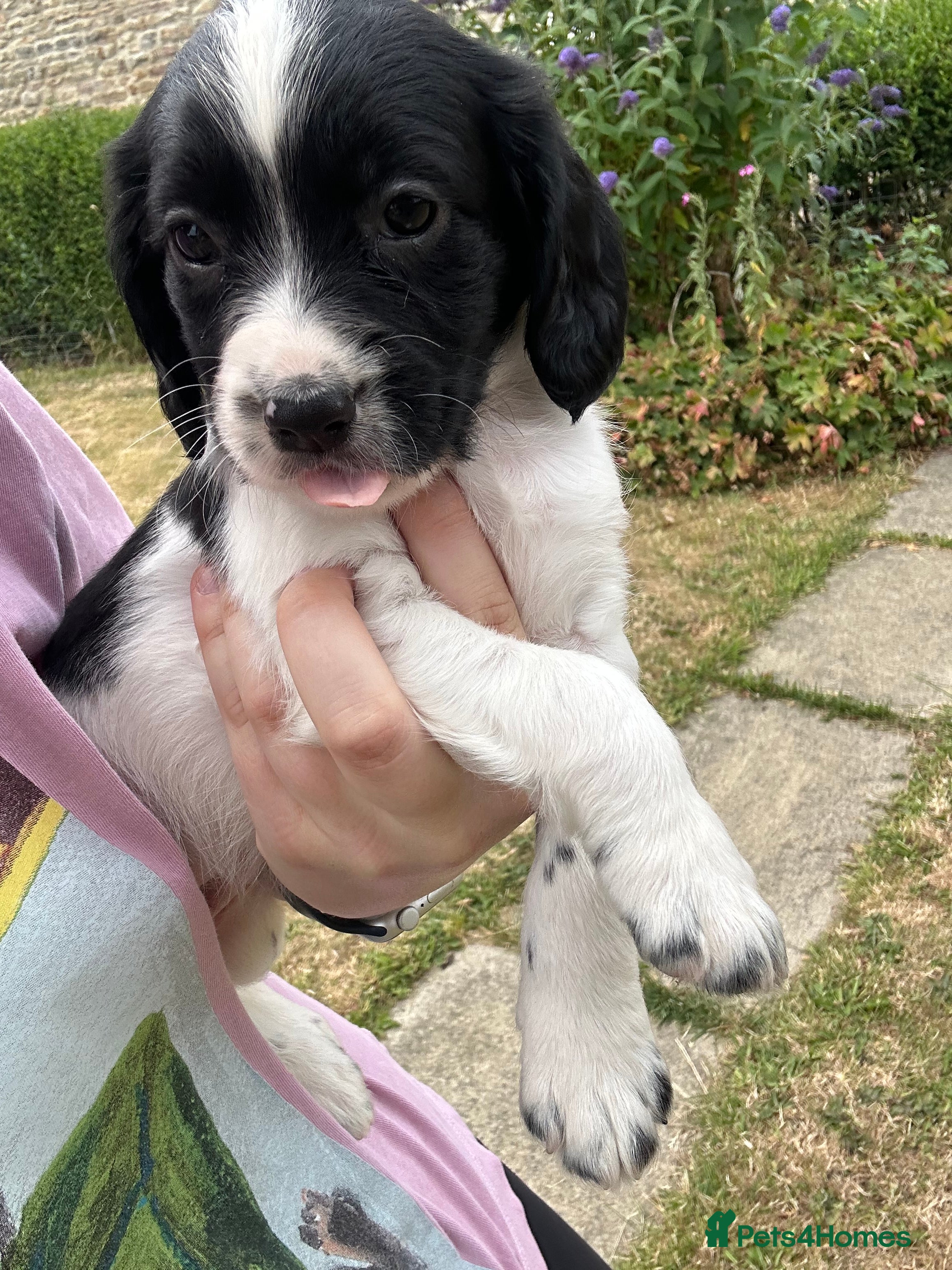 Sprocker dogs 3/4 cocker 1/4 springer pups  - Advert 2