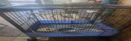 Cockatiels birds for sale: Lovely handtamed cockatiel.  in Oldham - Advert 10