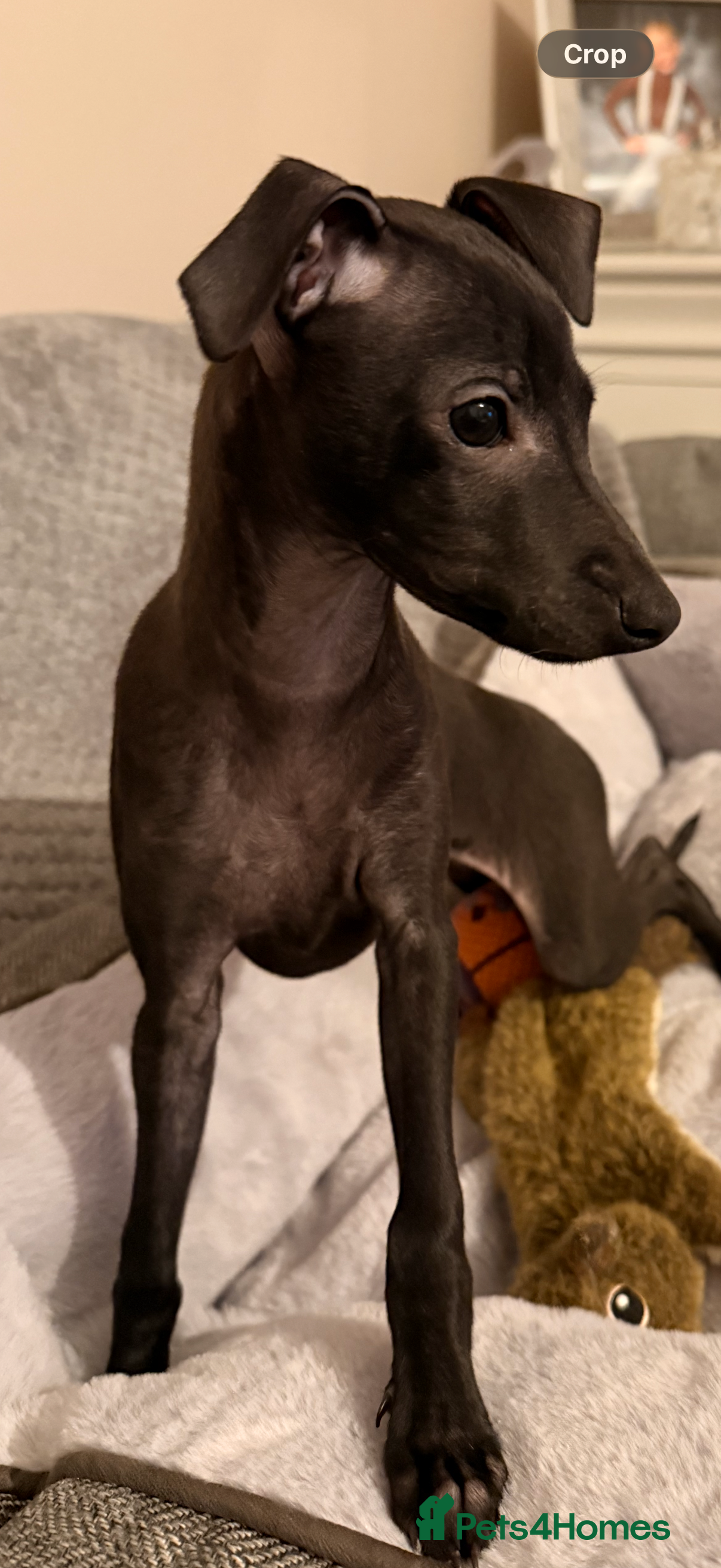 Italian Greyhound dogs KC registered Italian puppy’s  - Advert 2