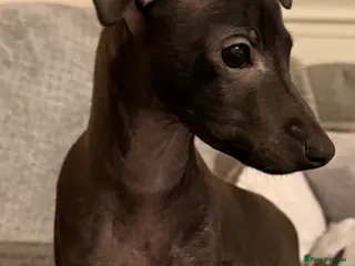 Italian Greyhound dogs KC registered Italian puppy’s - Advert 2