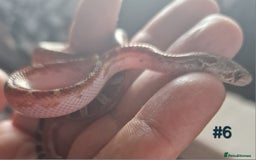 Corn Snake reptiles for sale: Scaleless & het scaleless bloodred pied sided - Image 5